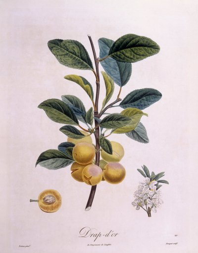 Prune "Drap d