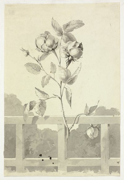 Rose - Pierre Antoine Mongin