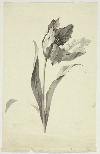 Tulipe - Pierre Antoine Mongin