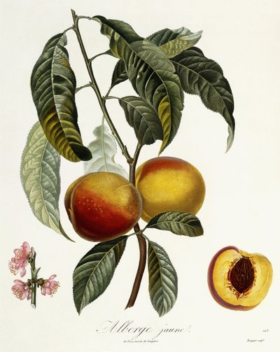 Auberge jaune - Pierre Antoine Poiteau