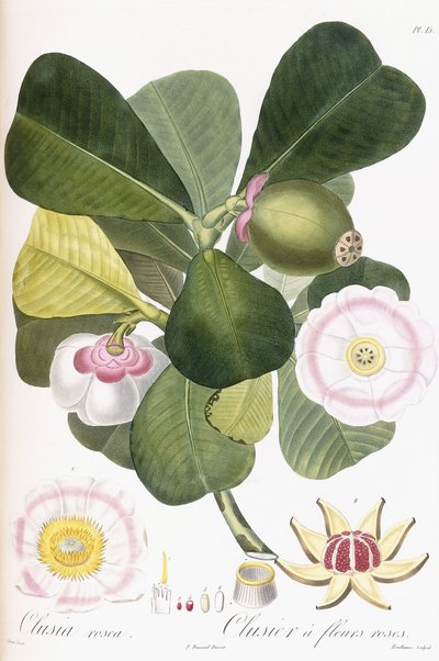Clusia rosea, Clusier à fleurs roses, 1808-1828 - Pierre Antoine Poiteau