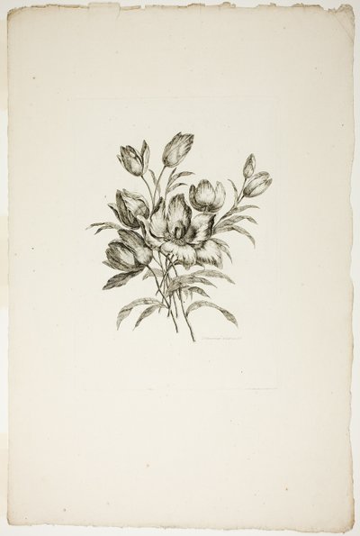 Bouquet avec tulipes, de Collection de différents bouquets de fleurs, inventé et dessiné par Jean Pillement et gravé par P. C. Canot - Pierre Charles Canot