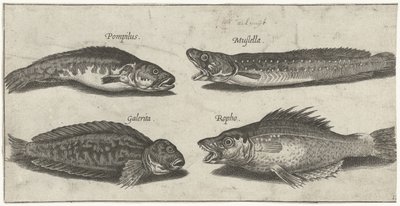 Morue à fourche, perche dentée, blennie cornue et un poisson noir - Pierre Firens