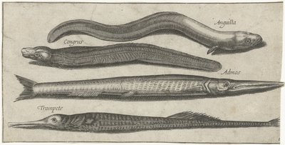 Aiguille de mer, anguille et une anguille - Pierre Firens