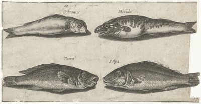 Goujon, cabillaud, merlan et un autre poisson - Pierre Firens