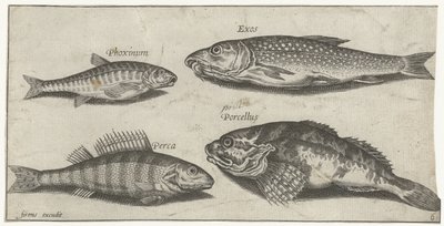 Carpe, vairon, poisson-chat et perche (Vissen, Piscivm vivae icones) - Pierre Firens