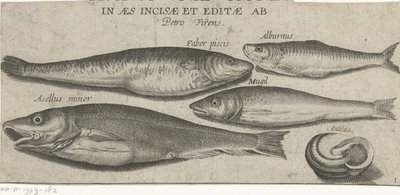 Sprat, carpe, mulet, petite morue et une coquille - Pierre Firens