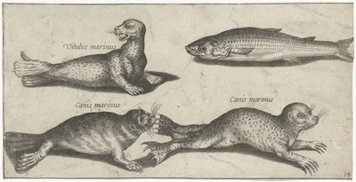 Deux phoques, un lion de mer et un mulet - Pierre Firens