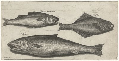 Bar, sole et saumon - Pierre Firens