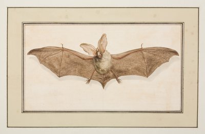 Oreillard brun, vers 1755-65 - Pierre Francois Ledoulx