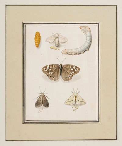 Papillons, Mites et Chenilles, c.1755-65 - Pierre Francois Ledoulx