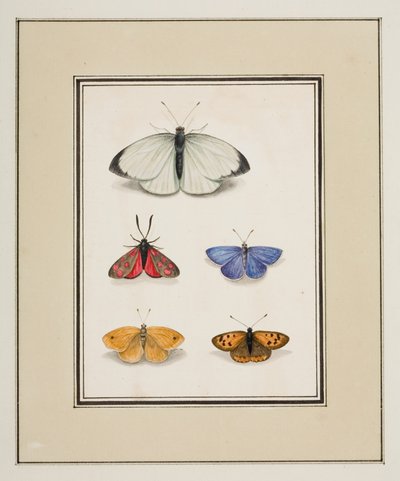 Papillons, vers 1755-65 - Pierre Francois Ledoulx
