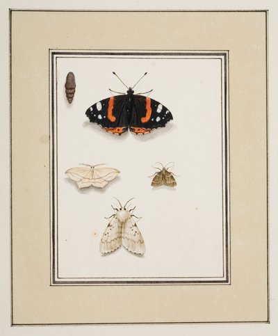 Papillons, c.1755-65 - Pierre Francois Ledoulx