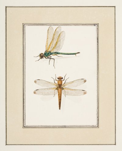 Libellules, vers 1755-65 - Pierre Francois Ledoulx