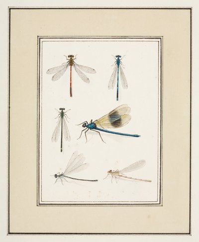 Libellules, c.1755-65 - Pierre Francois Ledoulx