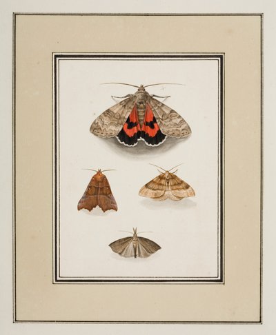 Papillons de nuit, c.1755-65 - Pierre Francois Ledoulx