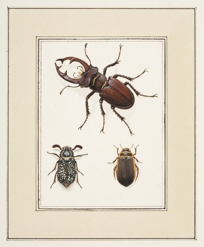 Cerf, hanneton et coléoptères Geelgerande, c.1755-65 - Pierre Francois Ledoulx