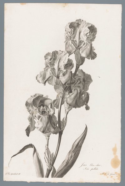 Iris dalmatien - Pierre François Legrand