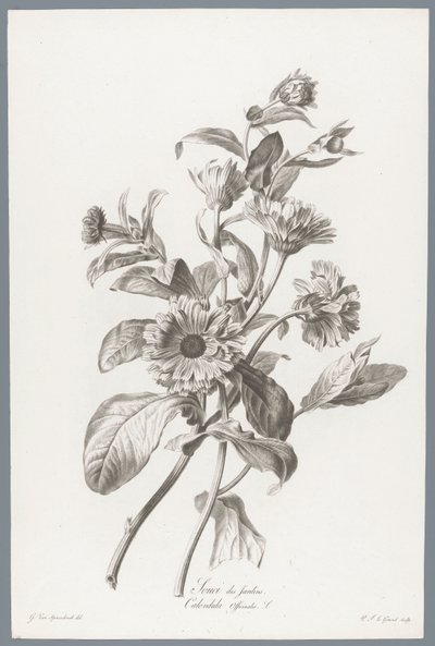 Souci des Jardins / Calendula Officinalis L. (Fleurs dessinées d