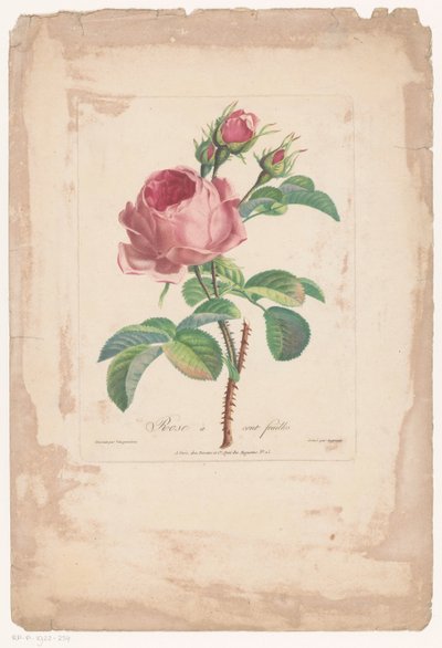 Rose à cent feuilles - Pierre François Legrand