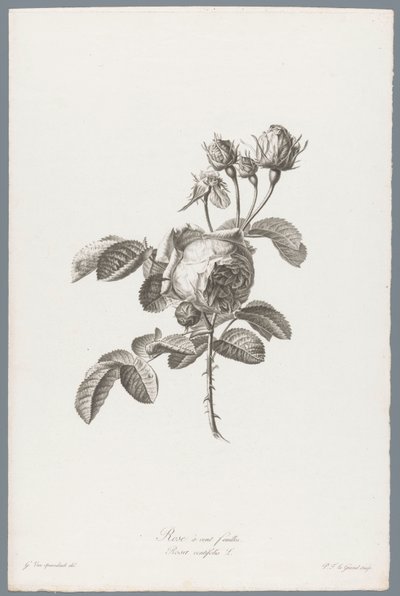 Rose à cent feuilles - Pierre François Legrand