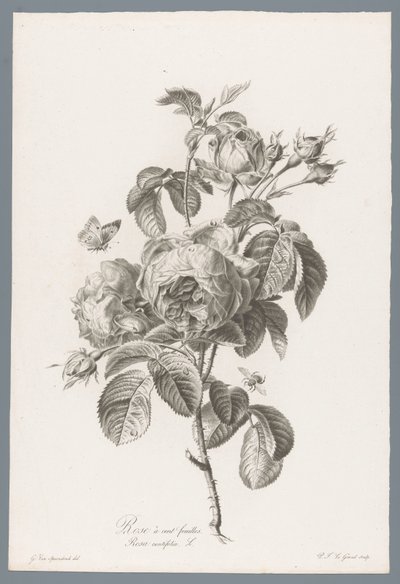 Rose à cent feuilles - Pierre François Legrand