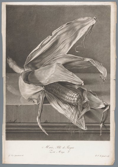 Maïs - Pierre François Legrand
