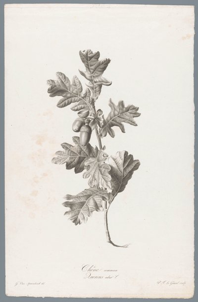 Chêne commun - Pierre François Legrand