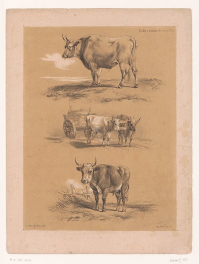 Trois études de bœufs et de charrette à bœufs (Études d