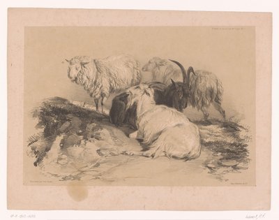 Étude de moutons et de chèvres (Études d
