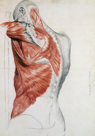 Anatomie humaine; muscles du torse et de l