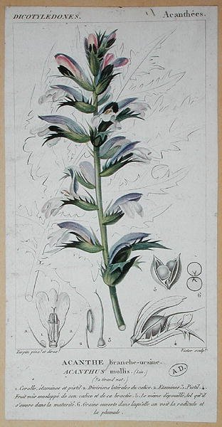 Acanthus Mollis, c.1820 - Pierre Jean Francois (after) Turpin
