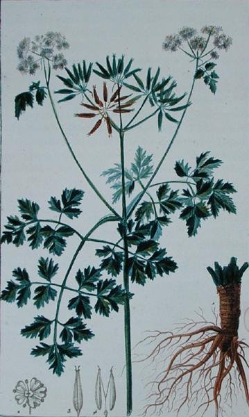 Planche botanique représentant le cerfeuil, de 