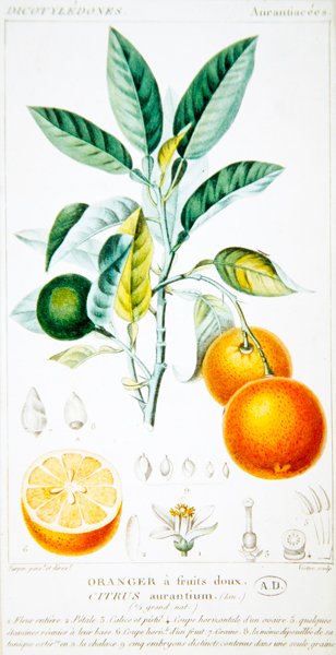 Citrus Aurantium ou Orange de Séville, vers 1820 - Pierre Jean Francois (after) Turpin