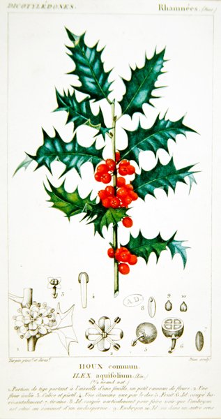 Houx (Ilex aquifolium) planche botanique, vers 1820 - Pierre Jean Francois (after) Turpin