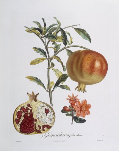 Grenade (Punica granatum) gravée par Henry Louis Duhamel du Monceau (gravure en couleur) - Pierre Jean Francois (after) Turpin