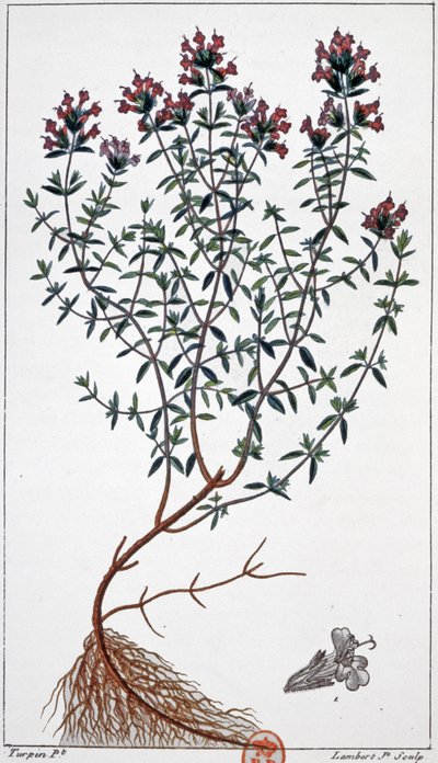 Thym, c.1850 (gravure) - Pierre Jean Francois (after) Turpin