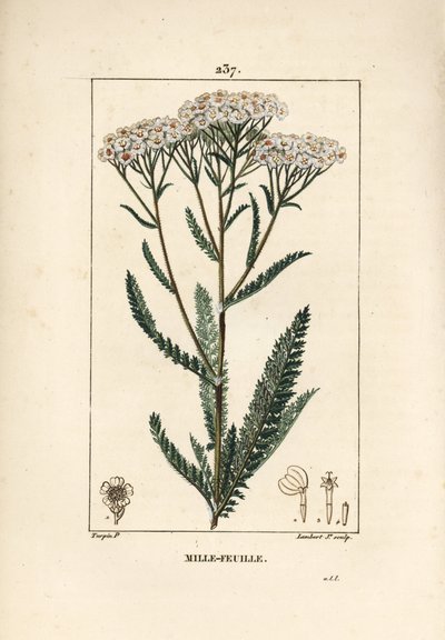 Achillée millefeuille - Pierre Jean Francois Turpin