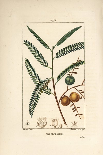 Amla (groseille népalaise ou indienne) - Pierre Jean Francois Turpin