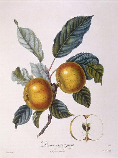 Pomme "Doux-Juvigny", planche botanique par Pierre Jean François Turpin - Pierre Jean Francois Turpin
