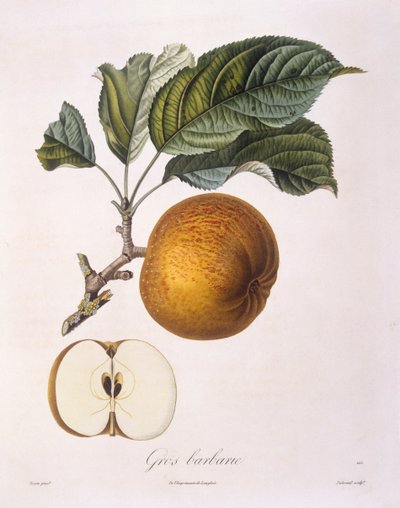 Pomme "Gros barbarie", planche botanique par Pierre Jean François Turpin - Pierre Jean Francois Turpin