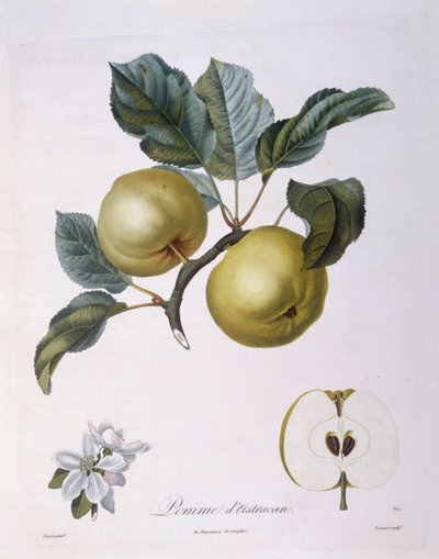 Pomme "Pomme d