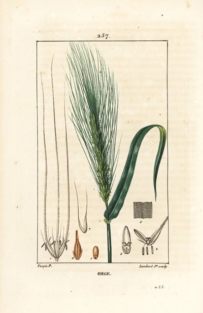 Orge - Orge, Hordeum vulgare, montrant tige, feuille et épi de graines. Gravure en taille-douce en couleur par Lambert Junior d