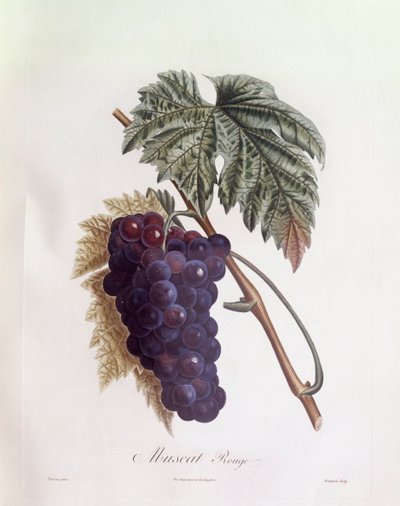 Raisin muscat noir, planche botanique de Pierre Jean François Turpin - Pierre Jean Francois Turpin