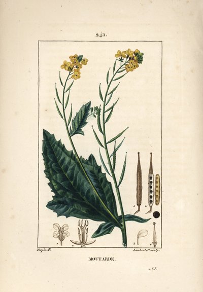 Moutarde noire ou sénevé noir - Moutarde, Sinapis nigra. Gravure en taille-douce en couleur par Lambert Junior d