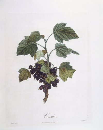 Cassis (Ribes nigrum) ou cassis Noir de Bourgogne, planche botanique par Pierre Jean Francois Turpin - Pierre Jean Francois Turpin
