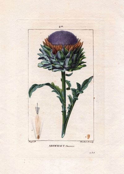 Botanique : artichaut - Pierre Jean Francois Turpin