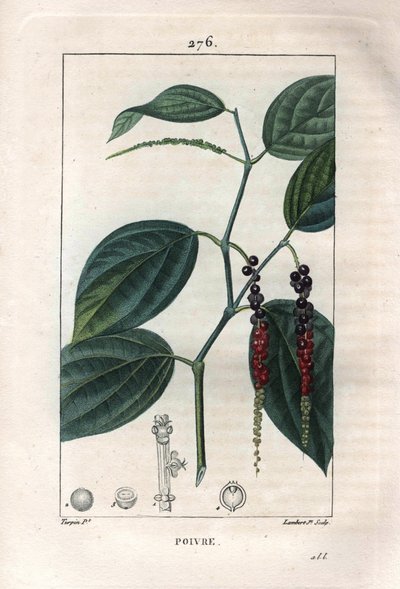 Botanique : poivre noir - Poivre noir avec feuilles et grains de poivre, Piper nigrum. Gravure en taille-douce coloriée à la main par Lambert d