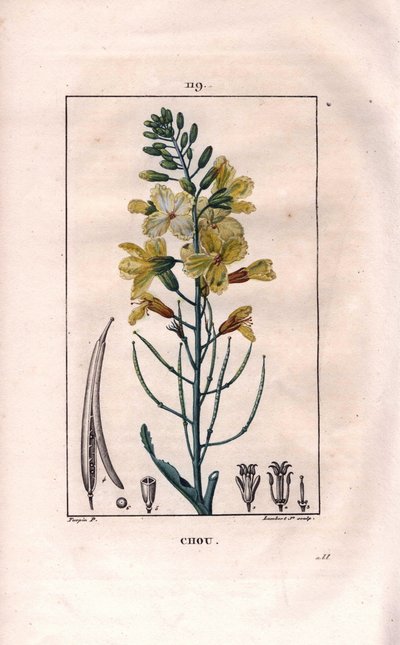 Botanique : fleur de chou. Gravure en taille-douce coloriée à la main par Lambert d