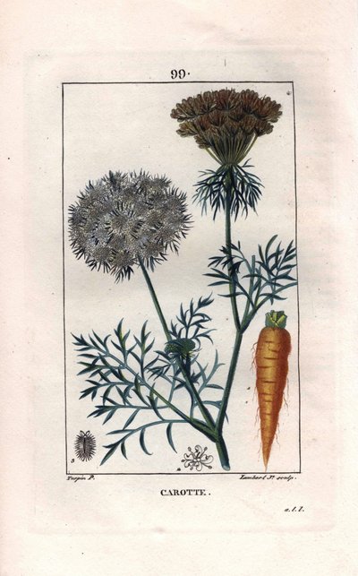 Botanique : carotte - Racine et fleur de carotte, Daucus carota. Gravure en taille-douce coloriée à la main par Lambert d
